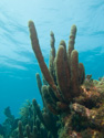 Key Largo